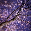 大石神社の桜ライトアップ