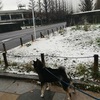 雪が降った