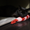 猫の縦隔型リンパ腫 診断から2ヶ月