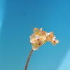 Bulbophyllum violaceolabellum