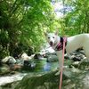 しらたま丹沢でちょっと泳ぐ