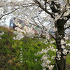 阪急京都線・西京極近くの桜