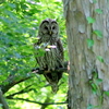 フクロウの親子