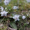 野に咲く小さな星。節分草 spring ephemeral