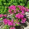ブーゲンビリアの花咲く南の島へ　　（20世紀少年　第900回）