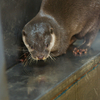 コツメカワウソ Aonyx cinerea
