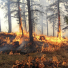 山火事と生きていく：発火性植物の5つの驚くべき適応