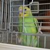 セキセイインコのお迎え健診って何のこと？お迎えしたらタイミングを見て動物病院へ健康診断に行こう！
