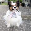 犬のお腹がキュルキュル…翌日の下痢は熱中症？実体験から分かった初期サイン