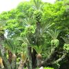 名古屋城・不思議な植物たち