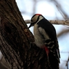 さいたま市　秋ヶ瀬公園で野鳥撮影③　α6400＋E70-350G