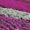 秩父の羊山公園　芝桜