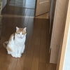 猫ちゃん達のお見送り😽