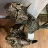【うちの猫日記】むぎとつみれのご飯の好き嫌いが極端すぎて買い間違えて祈ってる話(ノД`)・゜・。🐱