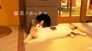 猫の写真を見ながら英語を学ぼう 猫あるある を表す英語表現 English Journal Online 猫の写真を見ながら英語を学ぼう 猫あるある を表す英語表現 English Journal Online