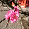 北野天満宮で梅の花をみてきました