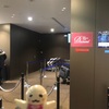 千歳空港ANAプレミアムチェックインにダイヤモンドレーン仮設中〜2019年2月ANA搭乗記