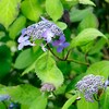 ヤマアジサイの開花とハナユズの不調