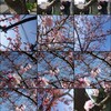 去年はもう桜が