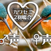 カワセミの鳴き声【野鳥図鑑・鳴き声図鑑】Alcedo atthis　Kingfisher