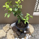 BGHヒロのブログ‼️