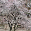【青梅市梅の公園】来週が満開か。今年で見納めになる梅の絶景スポット。