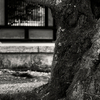 法隆寺西院伽藍の桜の古木