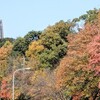 平和公園 北  黄葉がきれい