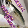 DAY3一ヶ月一万円釣り生活リハーサル編：サバを釣る！サビキ釣りの３つのポイント