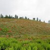 山梨百名山　〜甘利山(1731m)　千頭星山(2139m)〜