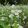 佐渡　蕎麦の花畑