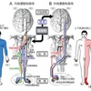 体幹を固定する体幹トレはしない方が良いのか？