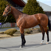 2歳馬近況(4月3日まで編)