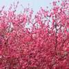 六義園 紅葉 現在 2019 見頃に？ ライトアップは？