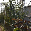 懐かしいコンテスト写真