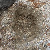 オーストリアのドナウ川での砂金採り
