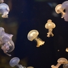 水族館｢海響館｣ の生き物たち　山口県下関市あるかぽーと