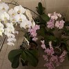 蘭が大騒ぎ