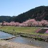 岡山県　新庄村　がいせん桜　２０２１年４月１０日