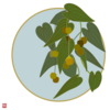 藍の花 やへむぐら 季節のイラスト
