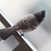 シリアカヒヨドリ(Red-vented Bulbul)