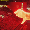 本日のイメージ／Estudiantes mark return to stadium with giant lion hologram