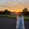 🐶まっちゃさんの散歩　川編