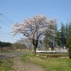 本日の桜