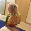 ウロコインコ ここる成長記【18日目】オトナ体型になっていく！