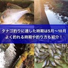 タナゴ釣りに適した時期は5月～10月！よく釣れる季節や釣り方も紹介