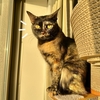 風の強い朝は愛猫と窓辺でバードウォッチング。