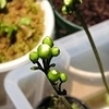 食虫植物の花