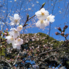 桜の咲きはじめ、小見川城山公園