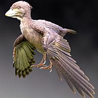 始祖鳥とは 動植物の人気 最新記事を集めました はてな